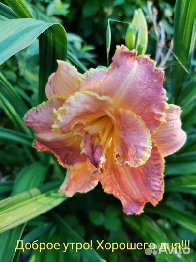 Пекарь с 7.00 до 15.00