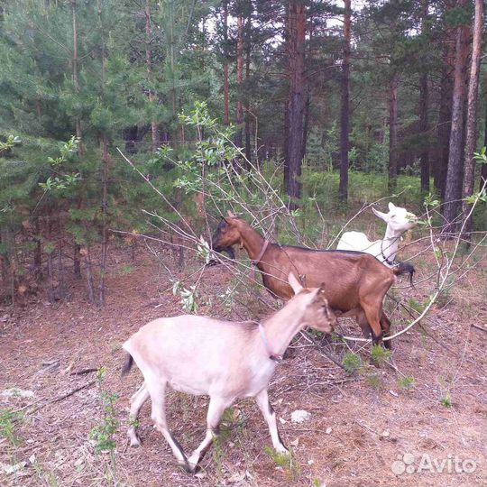 Козы козочки
