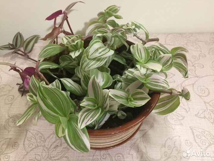 Традесканция пёстролистная