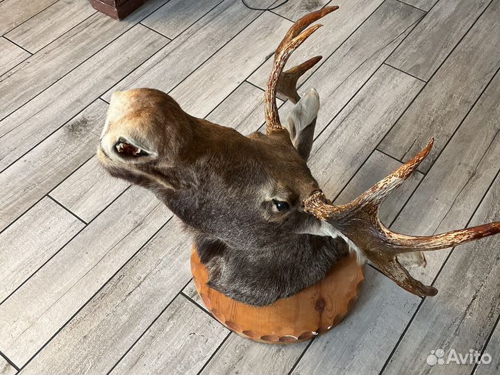 Чучело головы лося