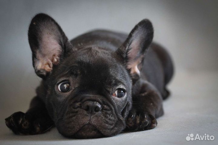 Французский бульдог щенки РКФ
