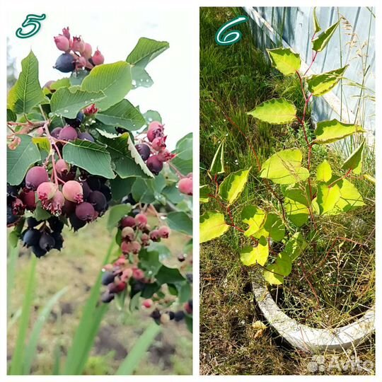 Цветы многолетники