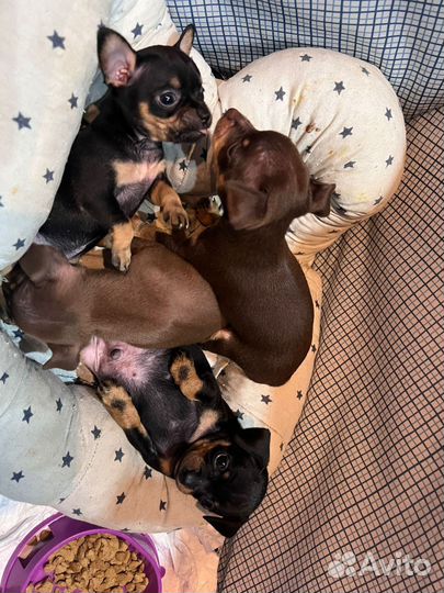 Щенки той-терьера