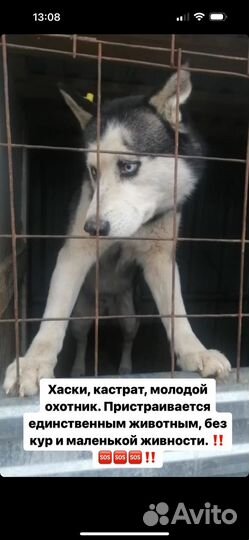 Сибирский хаски