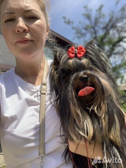 Йоркширский терьер для вязки