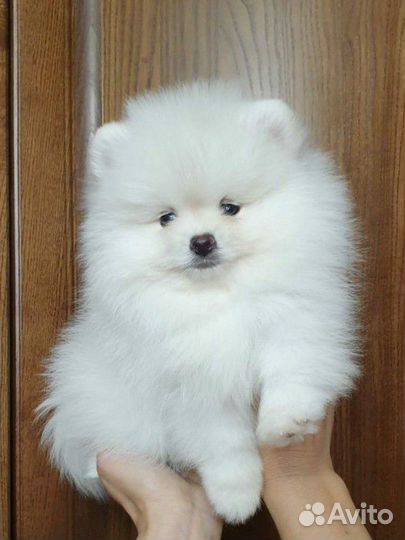 Померанский шпиц медвежьего типа