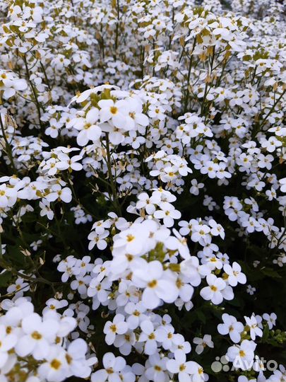 Многолетники