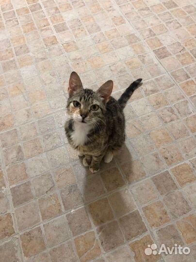 Кошка в дар