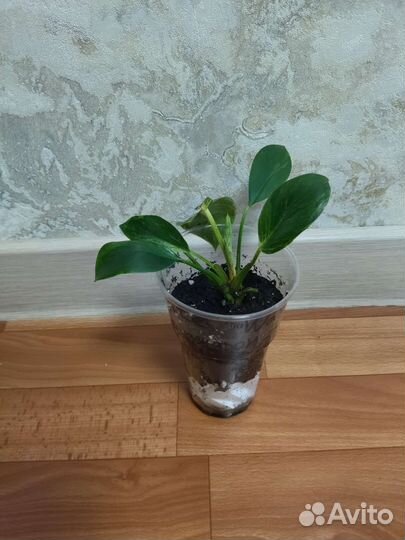 Биркин White Wave