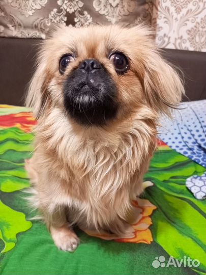 Щенки пекинеса