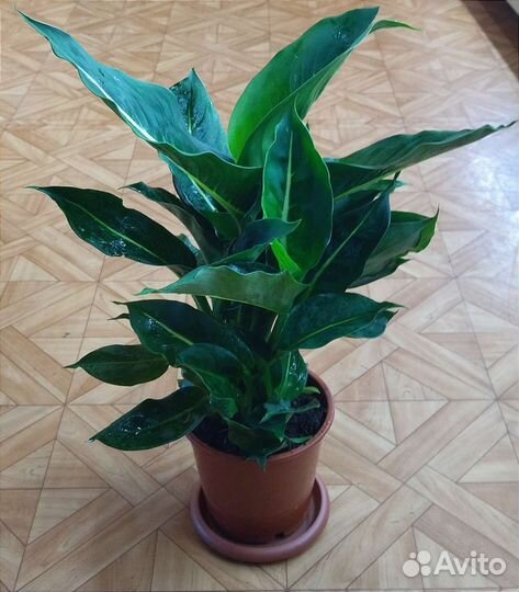 Диффенбахия Грин Мэджик / Green Magic