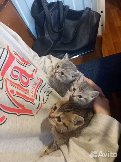 Отдам котят в добрые руки