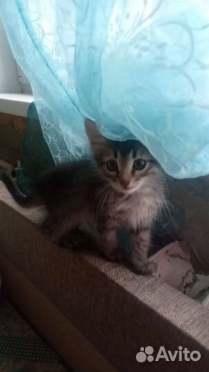 Котята в добрые руки бесплатно