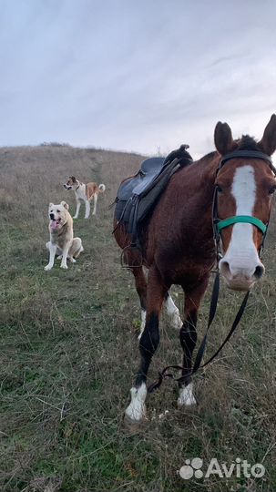 Карачаевский жеребец