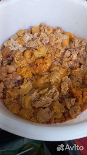 Морские ежи