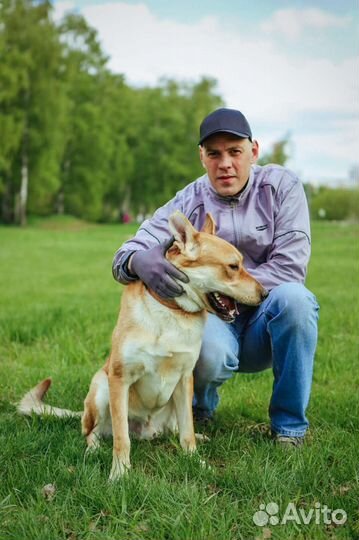 Потерявшийся пес ищет новую семью