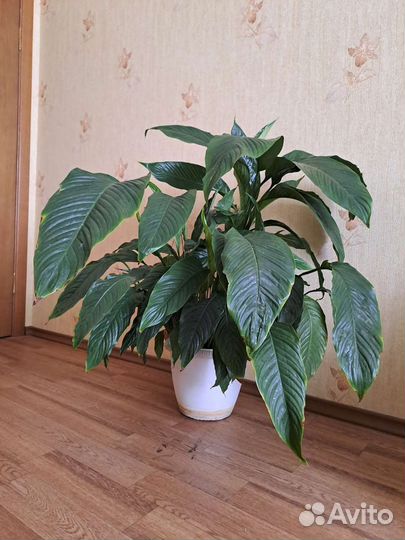 Спатифиллум