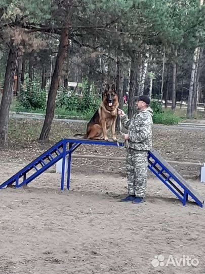 Вязка немецкая овчарка