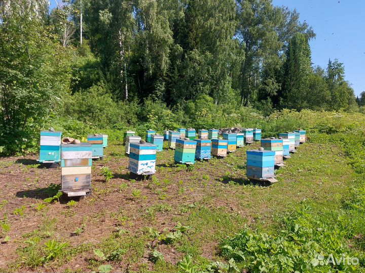 Продам мёд с личной пасеки дягиль лекарственный