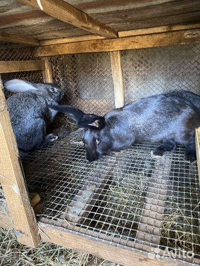 Кролики великаны