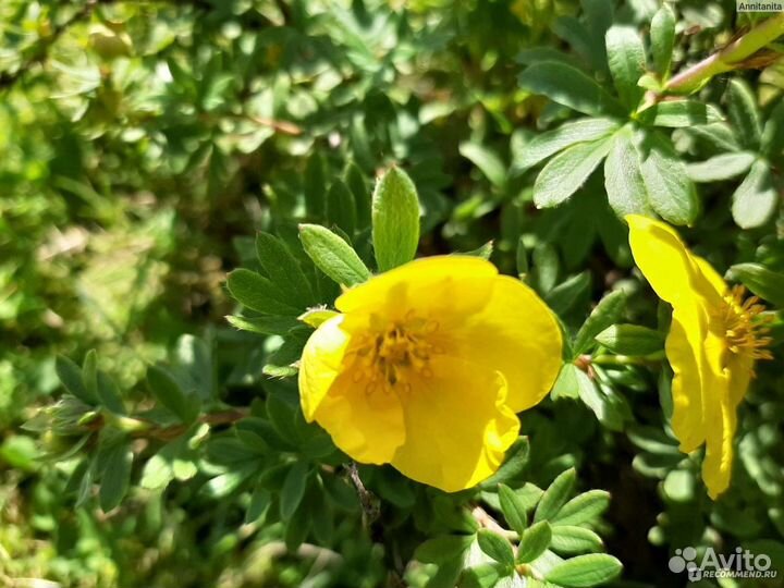 Цветущие кустарники