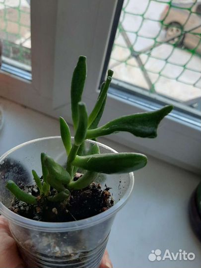 Крассула хоббит денежное дерево