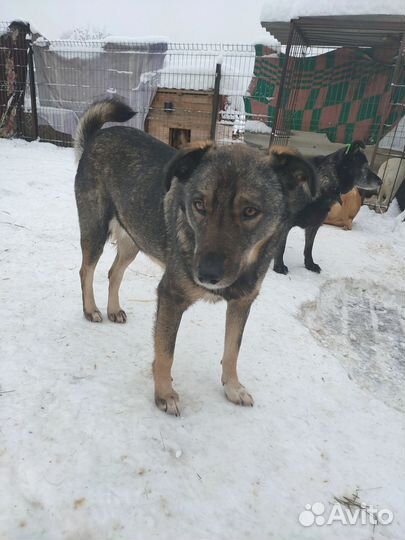 Красивая девочка в добрые руки