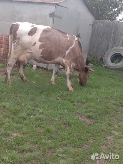 Продам корову