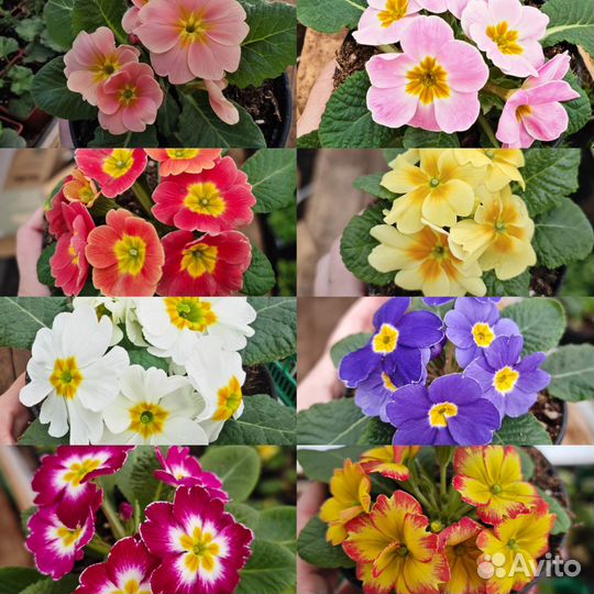 Тюльпаны к 8 марта