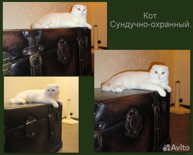 Шотландские фолд и страйт в добрые руки