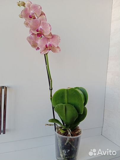 Орхидея фаленопсис