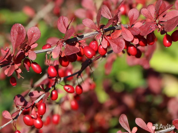Барбарис обыкновенный: красный, зеленый