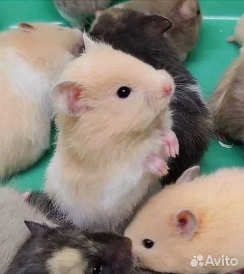 Ангорские Сирийские Хомяки Ручные от Заводчика