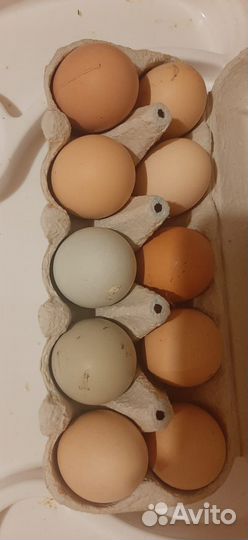 Домашние куриные яйца