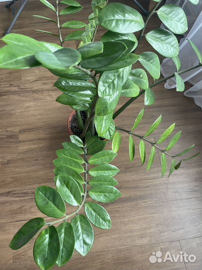 Замиокулькас