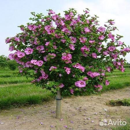 Гибискус древовидный - Суданская роза