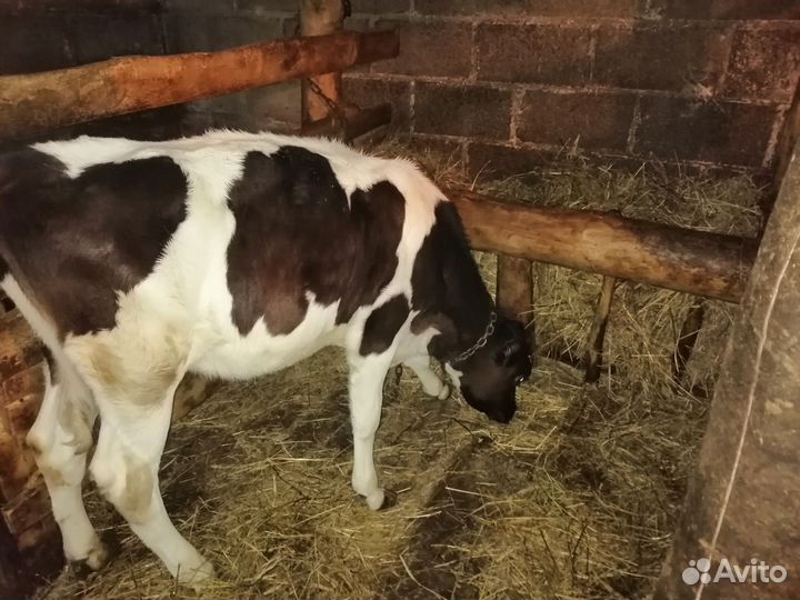 Телята и корова