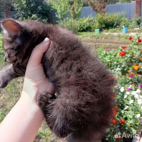 Британская