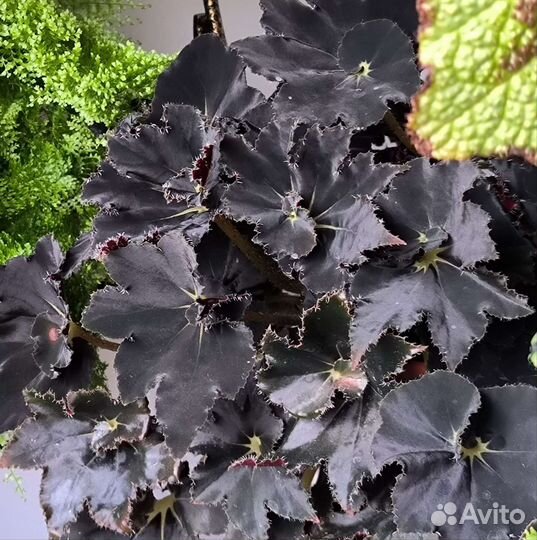 Комнатные растения