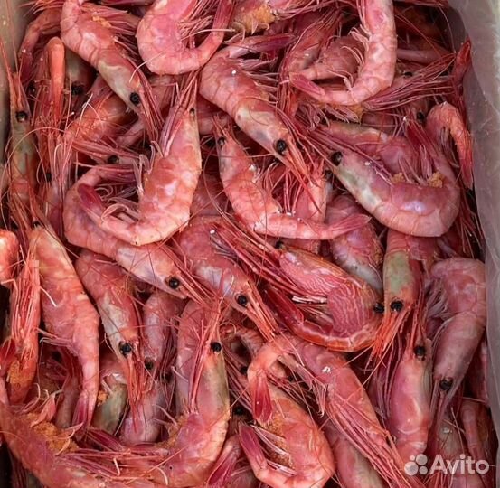Креветка Приморская(Северная)