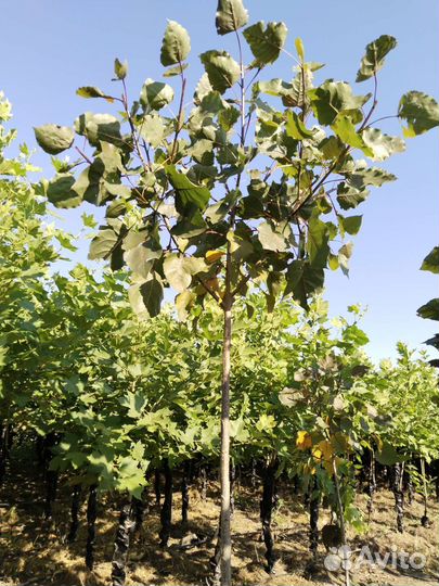 Тополь красный