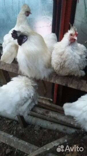 Декоративные курочки и петушки