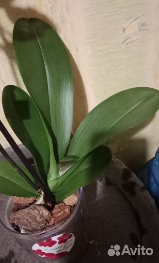 Орхидея фаленопсис Кобрион