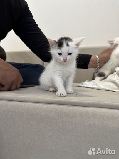Сибирские котята