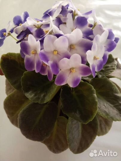 Фиалки сортовые, детки