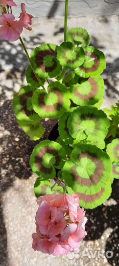 Пеларгония герань разные