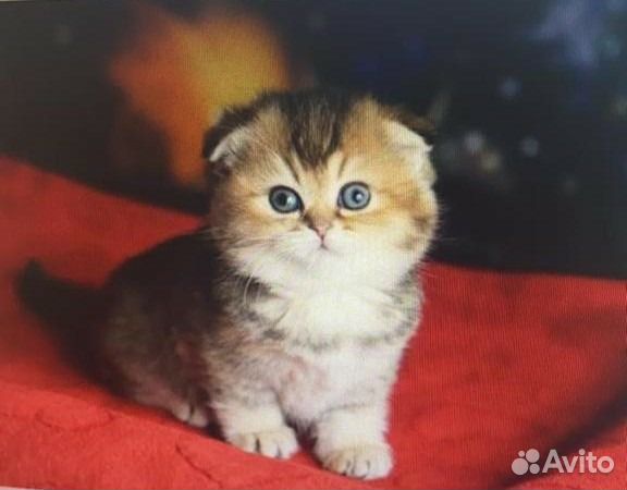 Черное золото кошечка и котик