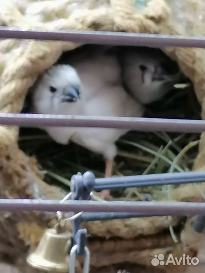 Зебровые амадины