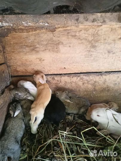 Кролики мясные