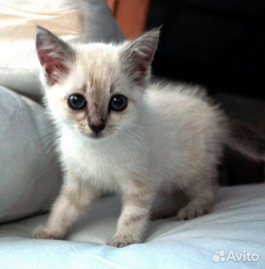 Кошка в дар бесплатно